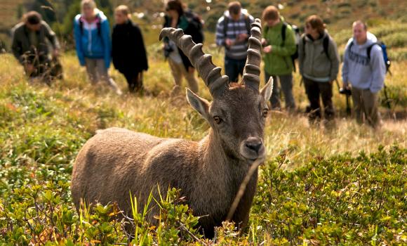 Natur- und Wildbeobachtung auf dem Niederhorn