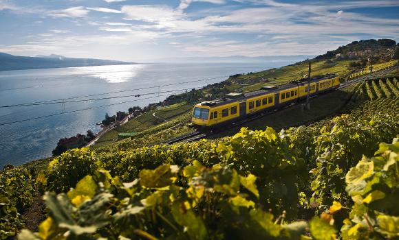 Across the vineyards by train