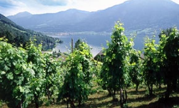 Walchwil, the wine region on Lake Zug