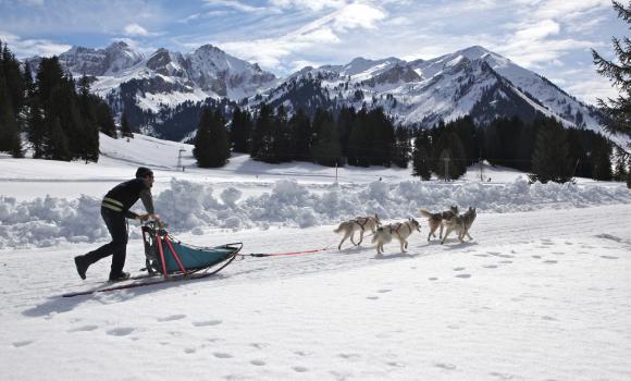 Husky sled ride on Col des Mosses