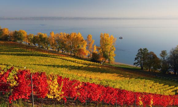 Passeggiare tra i vigneti del Lago di Neuchâtel
