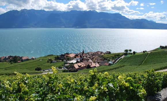 Lavaux-Experience