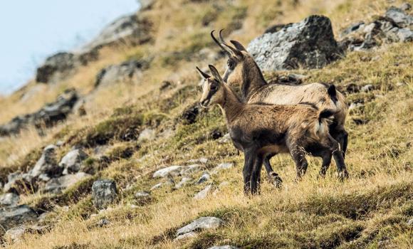 Osservare la fauna selvatica nella Val Faller
