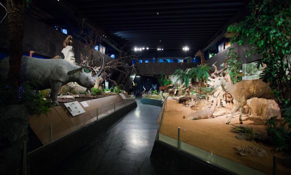 Museo di Storia naturale di Ginevra