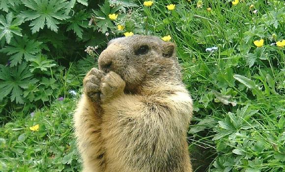 Nourrir des marmottes à Saas-Fee