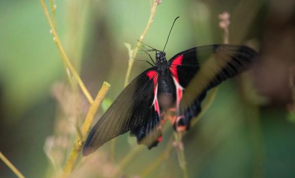 Papiliorama - papillons et mondes exotiques