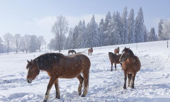 Monter à cheval dans la neige, un moment magique!