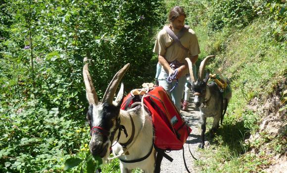 Hügeiss – trekking avec des chèvres